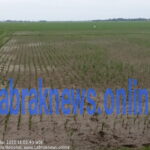 Puluhan Hektar Petani Kecamatan Banyusari Terancam Gagal Panen.