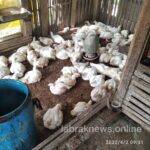 DARI KELANGKAAN MINYAK GORENG, HARGA PASARAN DAGING AYAM POTONG PUN IKUT MELONJAK NAIK