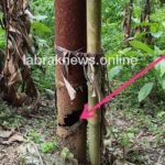 Tiang penyangga aliran listrik di biarkan keropos