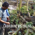 Budidaya Bonsai Menarik Perhatian bagi Pencinta Tenanam Hias Kususnya Buat Pelestarian Pekarangan Rumah