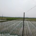 Penanggulangan Hama Tikus Pakai Aliran Setrum Di Sawah Beresiko Pidana.
