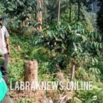 Babat Puluhan Pohon Besar di Hutan Sanggbuana, 4 Petani Dihukum Tanam Pohon