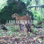 Macan Tutul Turun ke Perkampungan, Warga Lereng Gunung Sanggabuana Resah